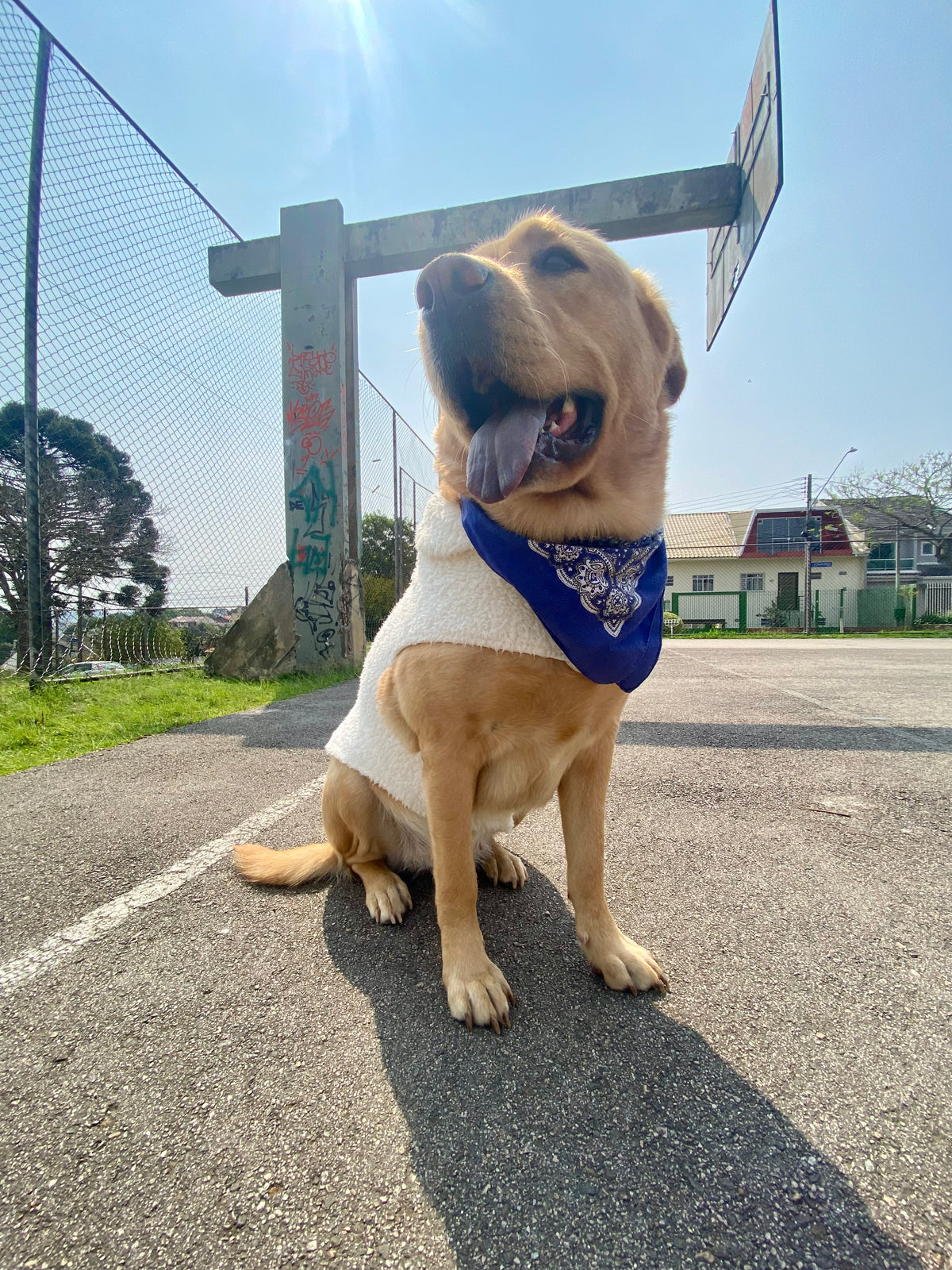 Casaco Galorezzi Dog